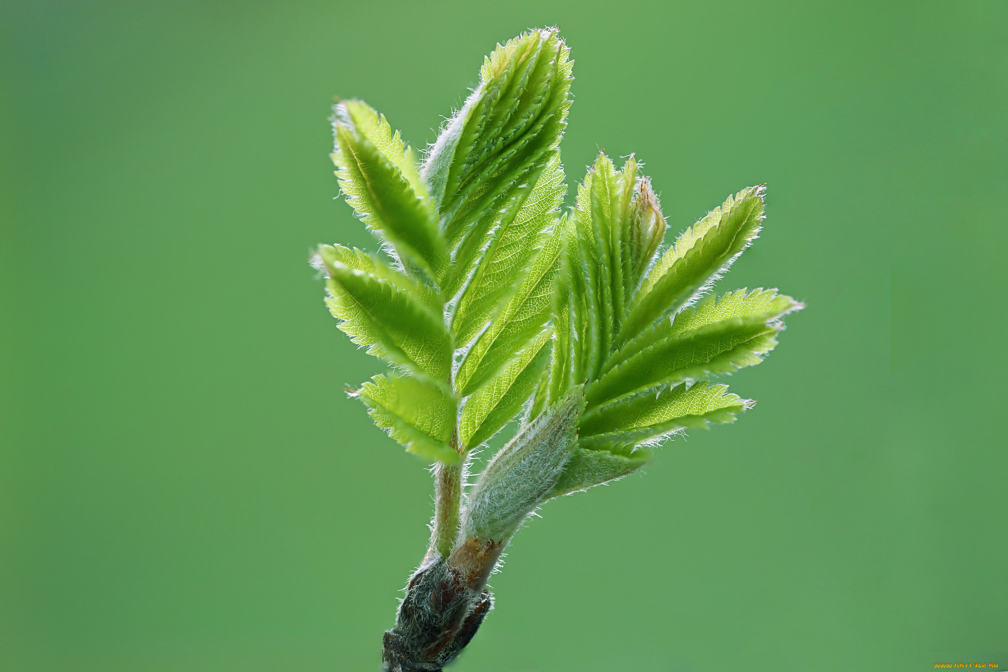 Leave new. Forever Plants растение. Forever Plants листья клинообразные. New leaves.